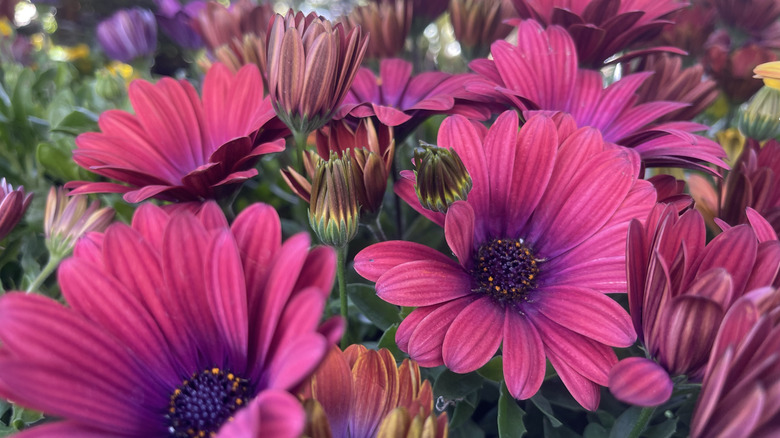 Beautiful fuschia african daisy blooms