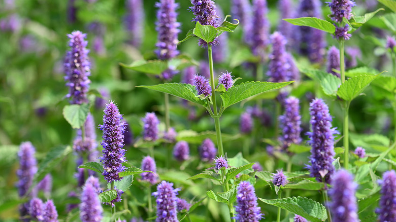 Purple anise hyssop flowers in bloom
