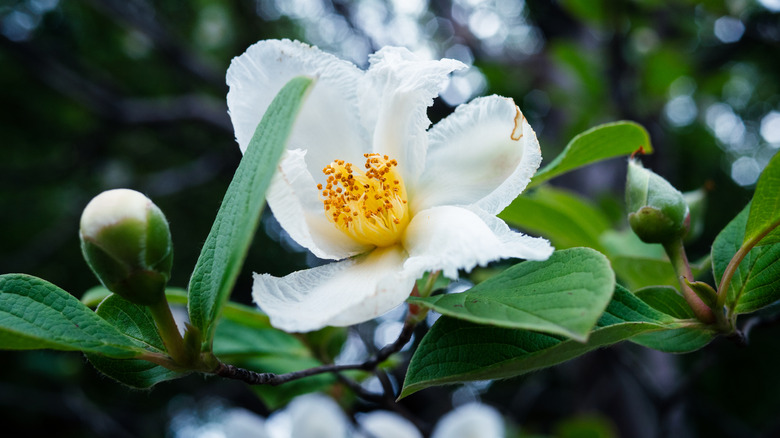 Big white bloom of a franklinia alatamaha tree