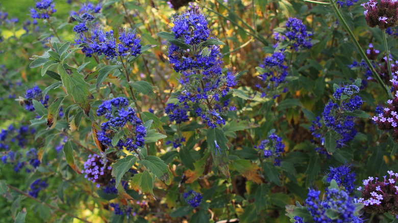 Bright blue blooms on a bluebeard shrub