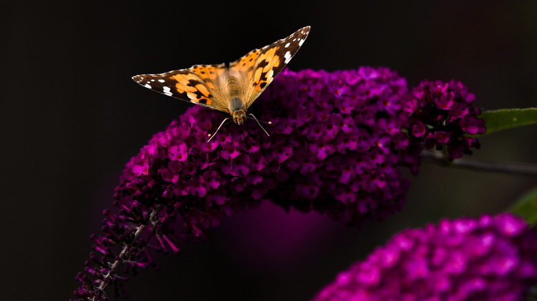 butterfly a light on a deep magenta butterfly bush bloom