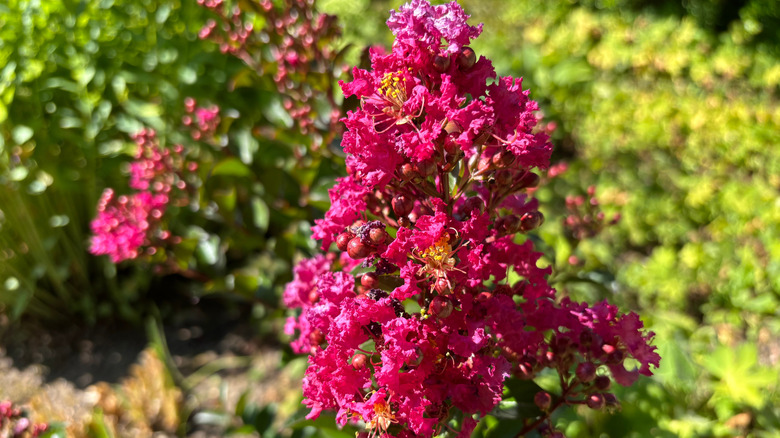 Magenta blooms of a crape myrtle