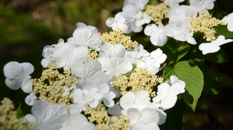 White blooms of the doublefile viburnum shrub