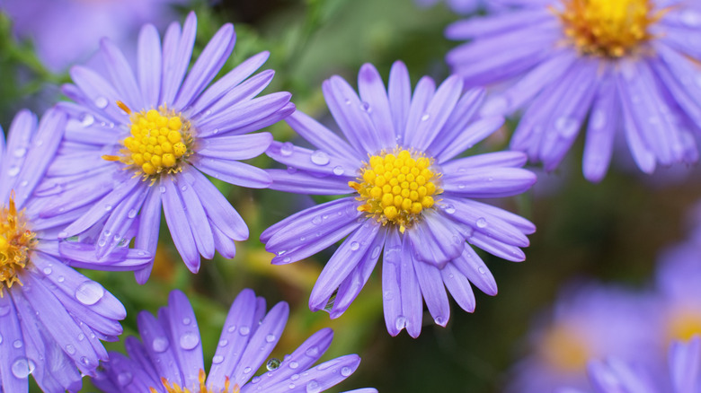 Purple fall asters in bloom close up