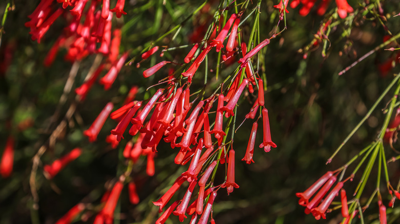 Firecracker plant with bright red blooms