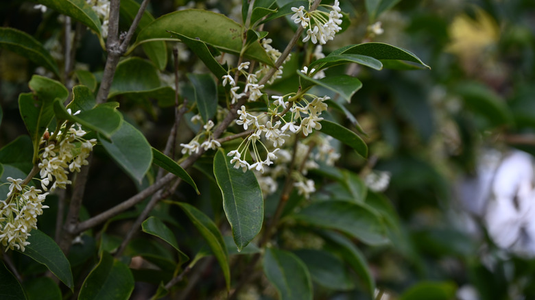 Fragrant tea olive shrub with small blooming white flowers