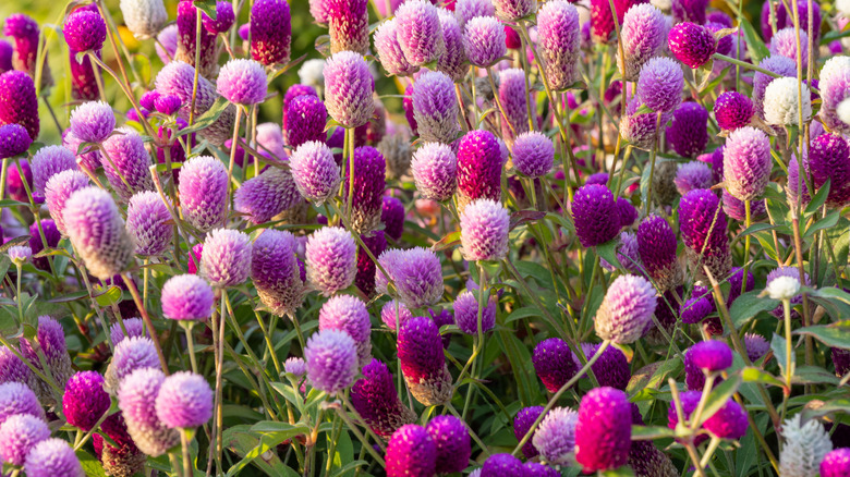 Bush of purple and pink globe amaranth