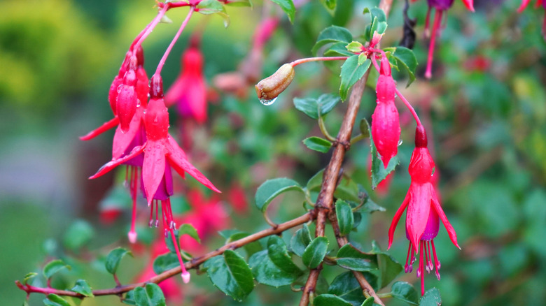 Hardy fuchsia blooms in the rain