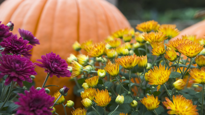mums blooming in front of a pumpkin