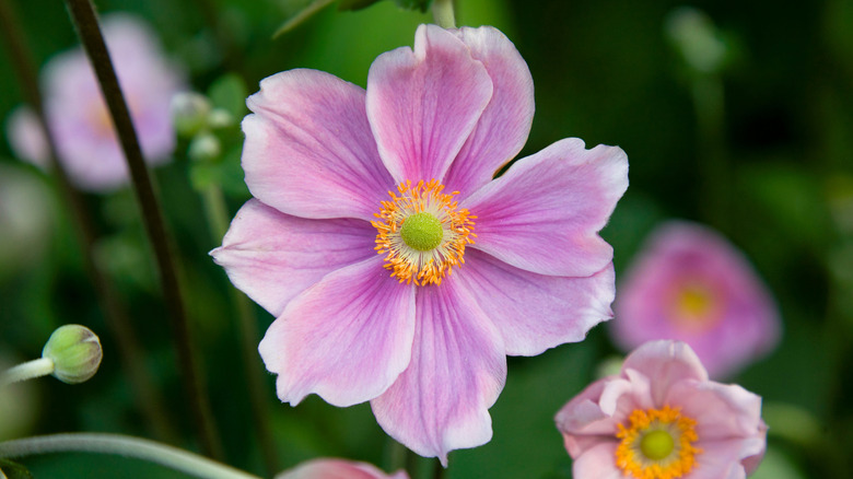 Pink blooms of a Japanese anemone