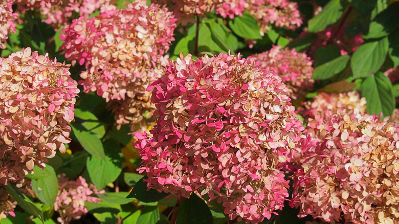 Beautiful pink blooms of a panicle hydrangea in the fall