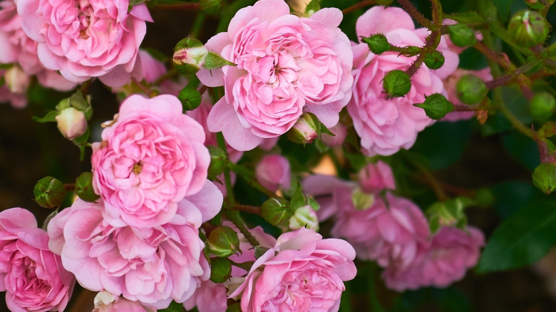 Delicate pink blooms of a polyantha rose