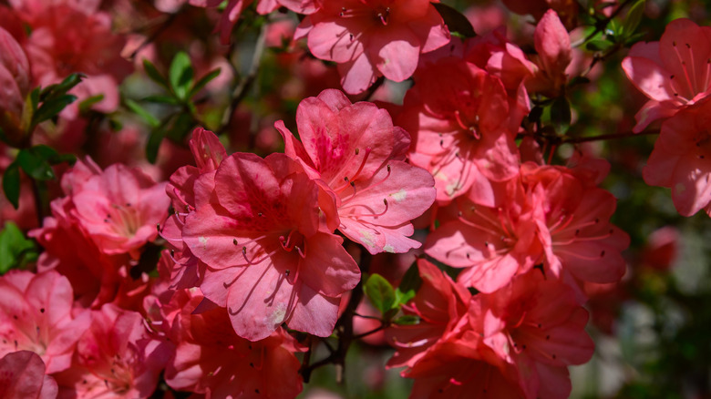 Light red fall-blooming azaleas