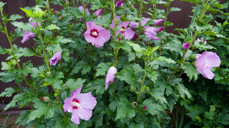 Rose of Sharon blooming in the fall