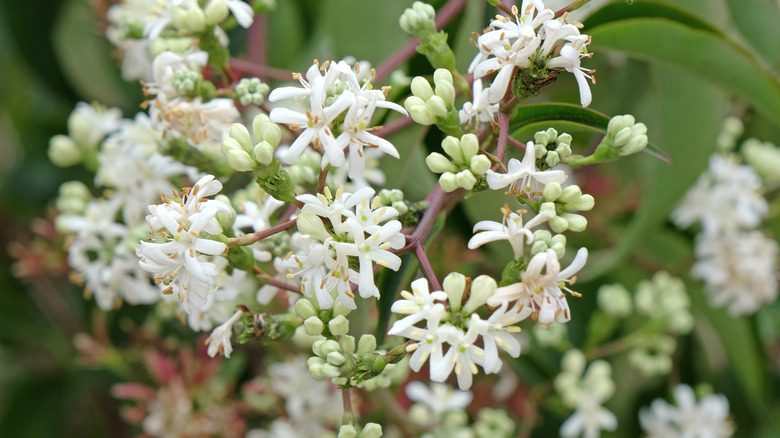 Seven-son flower tree with multiple white blossoms