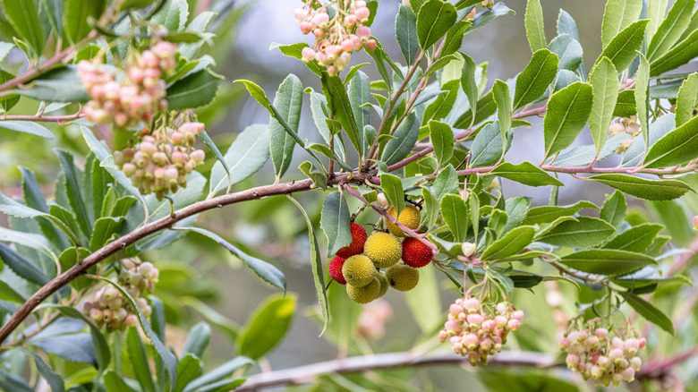 Strawberry tree blooming and fruiting in the fall