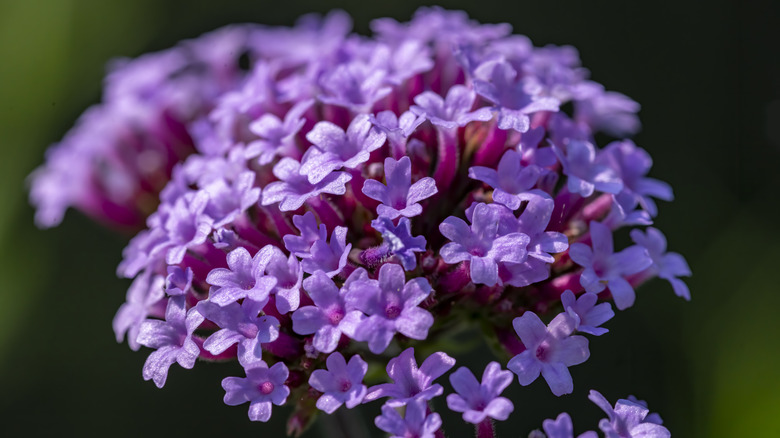 Close up shot of a verbena with clumped purple flowers