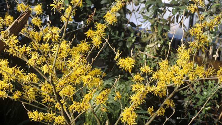 Witch hazel shrub blooming bright yellow