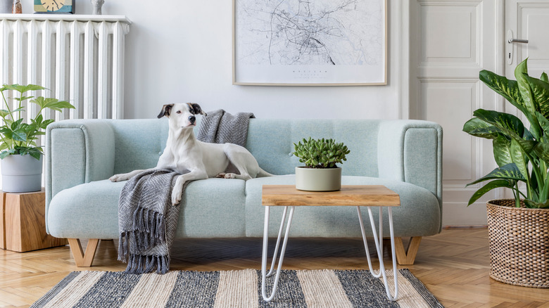 small plant on coffee table