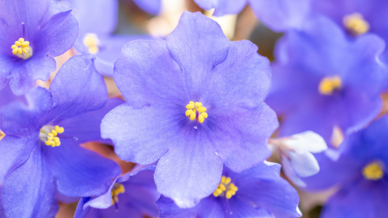 Close up of purple African violet flowers