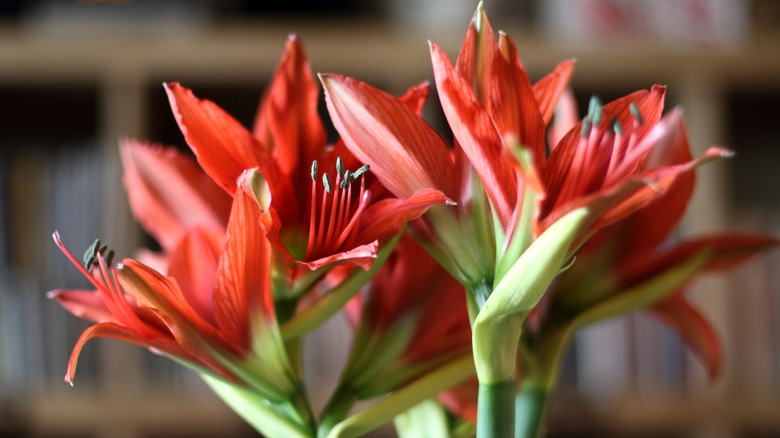 Close up of amaryllis flowers