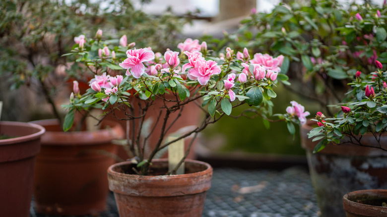 Flower pot containing pink azalea flowers with nursery background