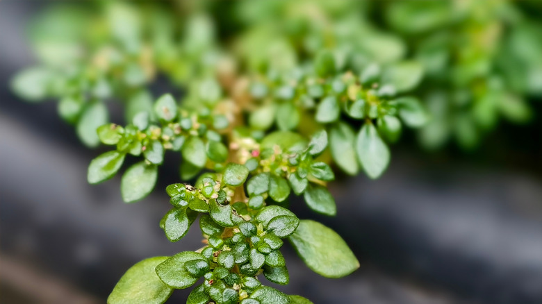 Close up of baby tears plant