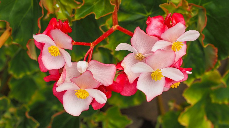 Close up of pink and red begonias