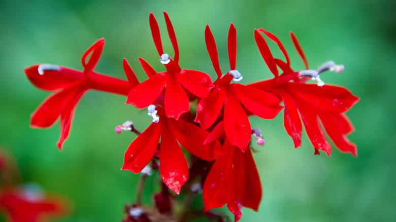 Close up of red cardinal flower