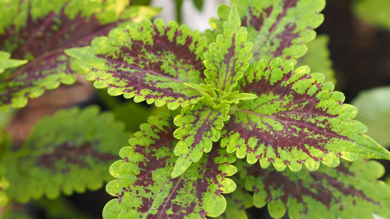 Close up of coleus leaves