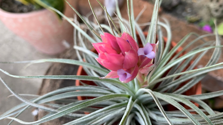 Close up of blooming Tillandsia cotton candy air plant