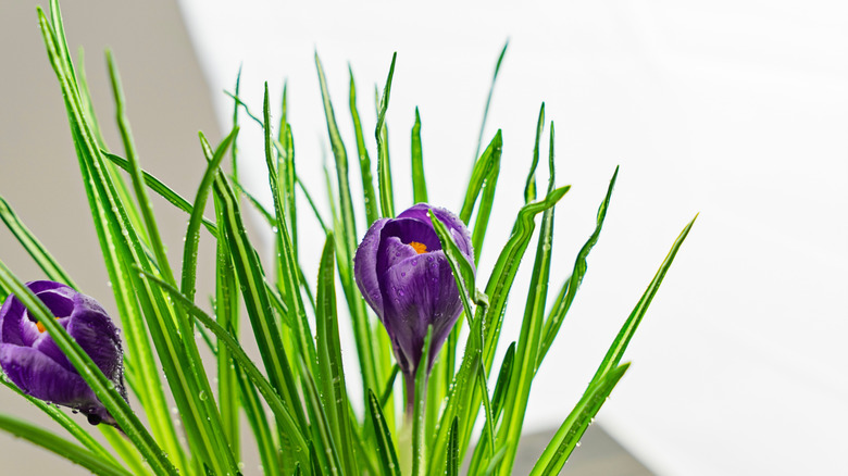 Close up of purple crocus flowers