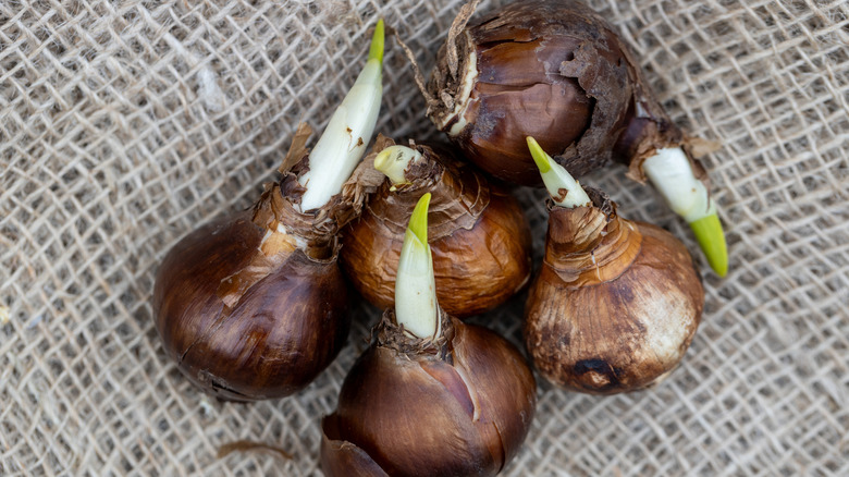 Close up of daffodil bulbs