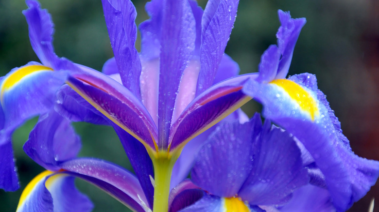 Close up of purple dutch iris flower