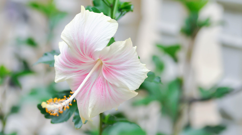 Close up of light pink hibiscus flower