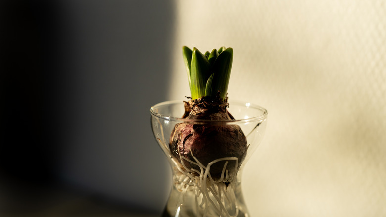Close up of hyacinth bulb growing in water