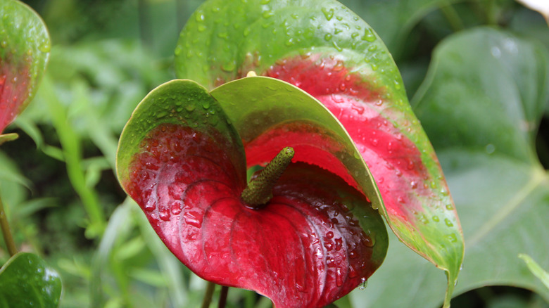 Close up of laceleaf flower