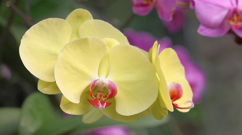 Close of yellow moth orchid flower