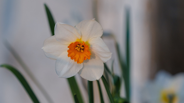 Close up of paperwhite narcissus flower