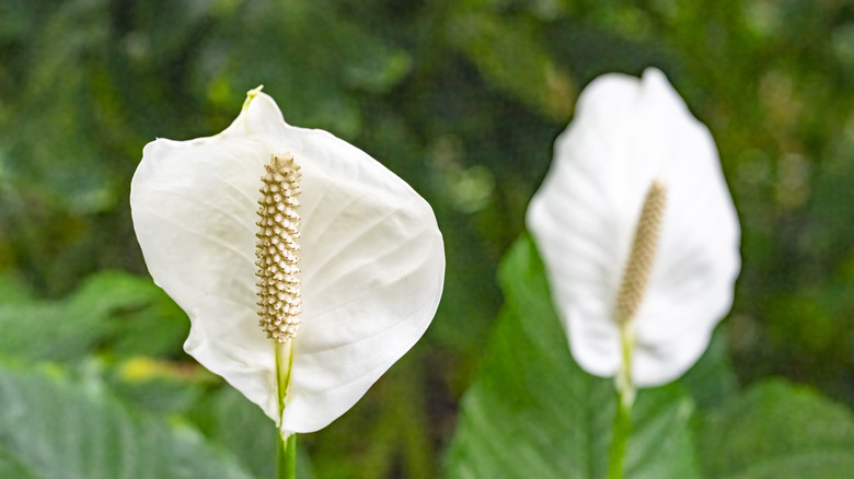 Close-up of peace lily blooms