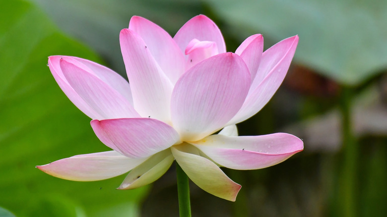 Close up of link lotus flower