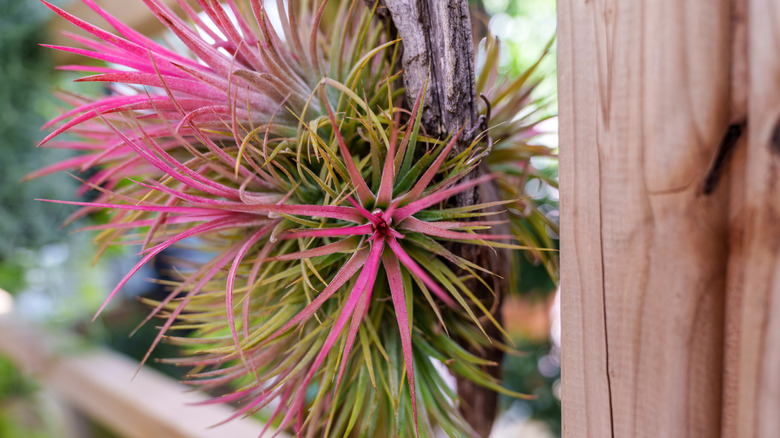 Close up of pink Tillandsia ionantha
