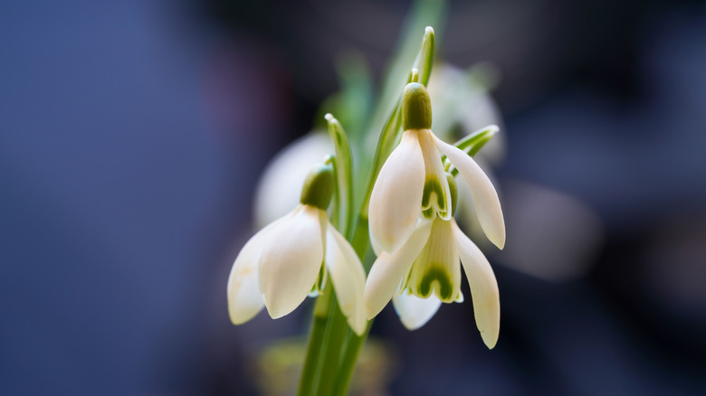 Close up of group of snowdrop flowers