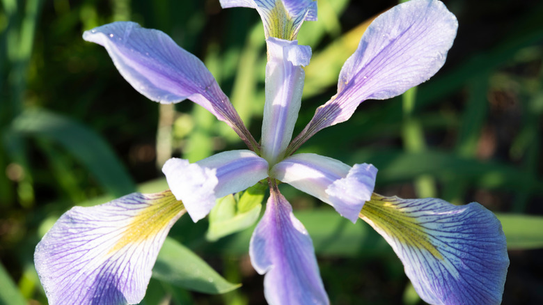 Close up of southern blue flag iris flower