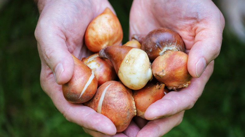 Close up of tulip bulbs in hand