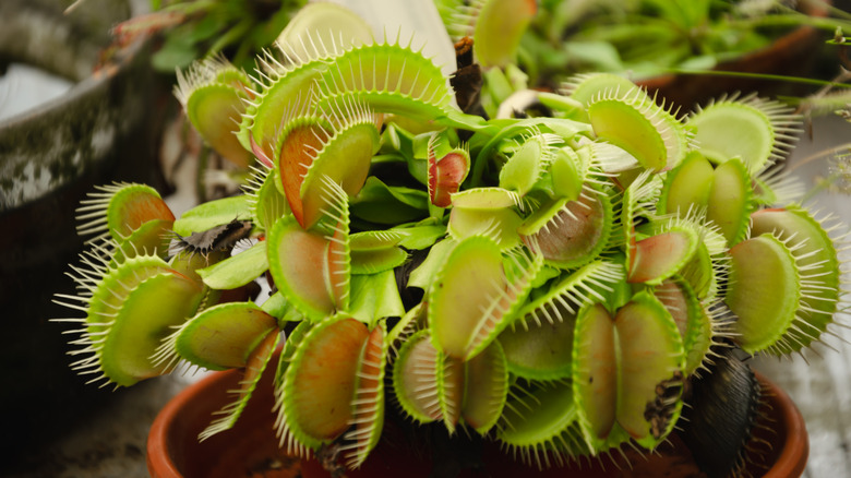 Close up of Venus fly trap plant
