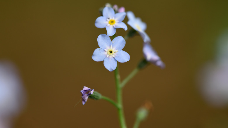 Close up of blue forget-me-not flower