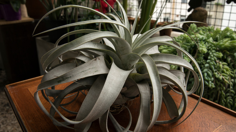 Close up of Xerographic air plant