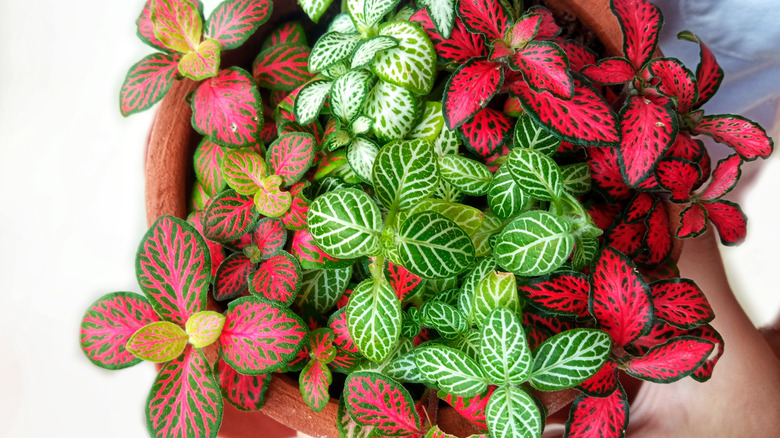 Three nerve plants