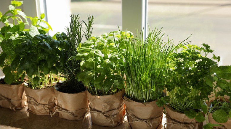 Herbs on window sill